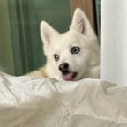 QR code: ɪɴsᴛᴀɢʀᴀᴍ ᴅᴏɢ ᴀᴄᴄᴏᴜɴᴛ 