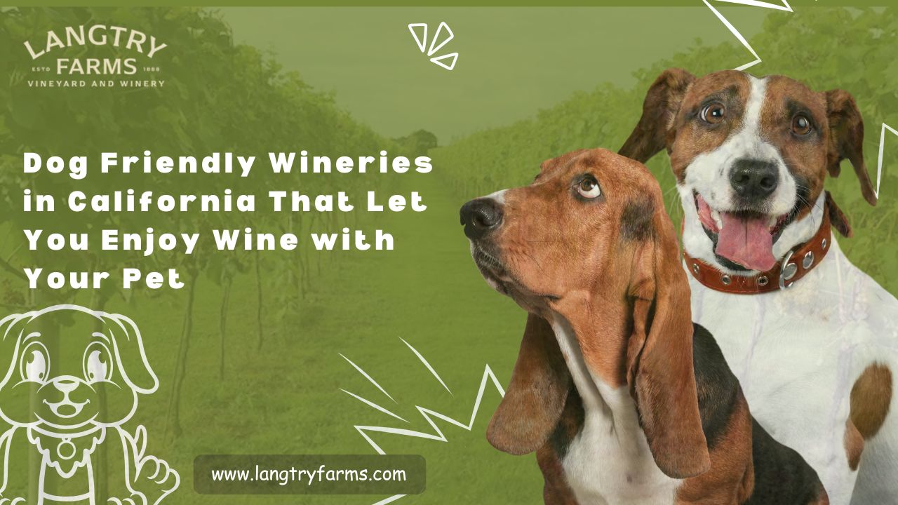 Dog Friendly Wineries in California That Let You Enjoy Wine with Your Pet