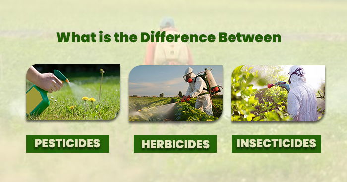 What is the difference between Pesticides, Herbicides and Insecticides?