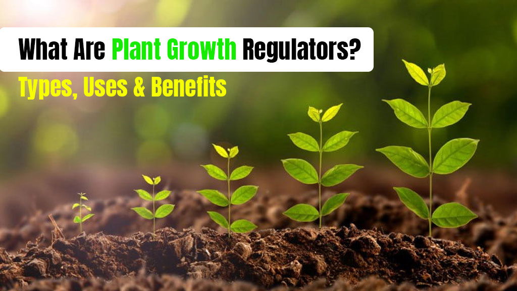 What Are Plant Growth Regulators? Types, Uses & Benefits - HackMD