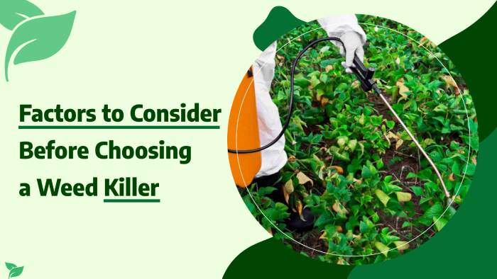 Factors to Consider Before Choosing a Weed Killer