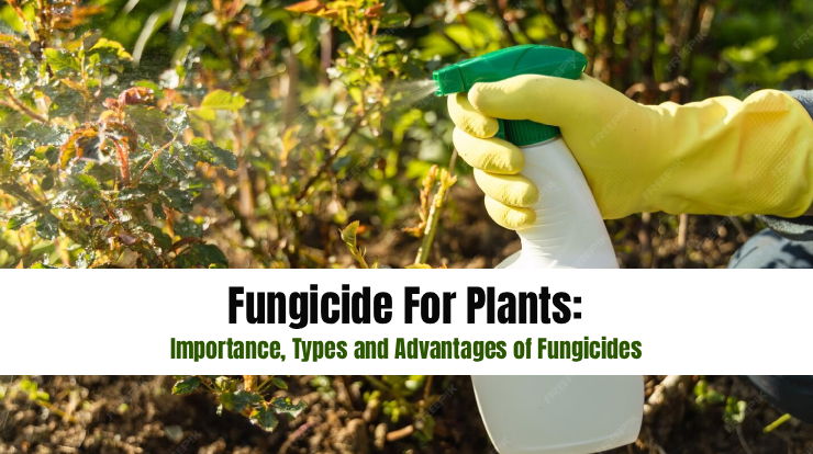 Fungicide For Plants: Importance, Types And Advantages Of Fungicides