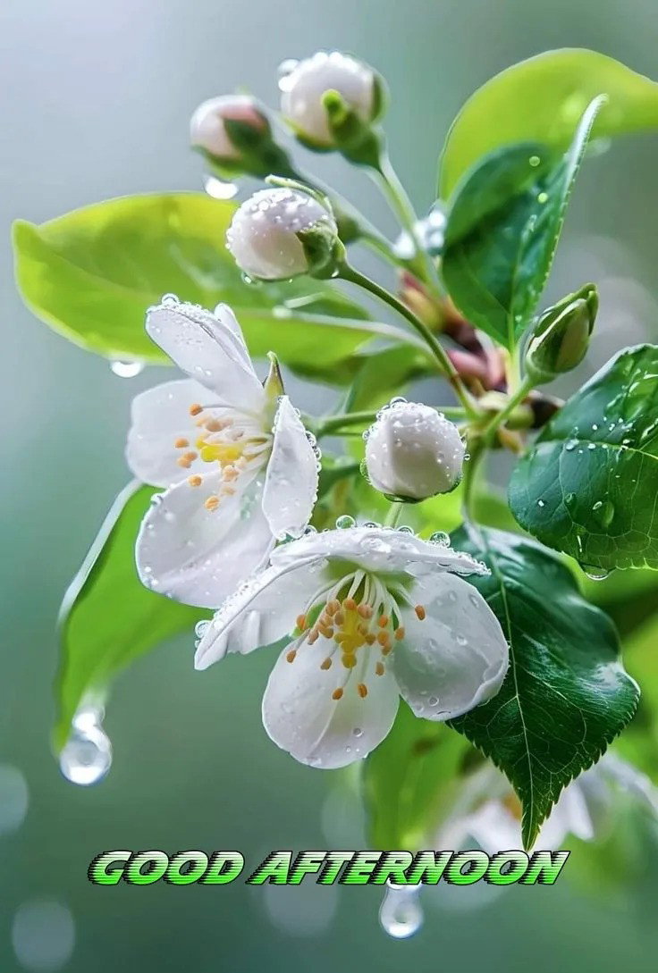 Lovely good afternoon photo wishes