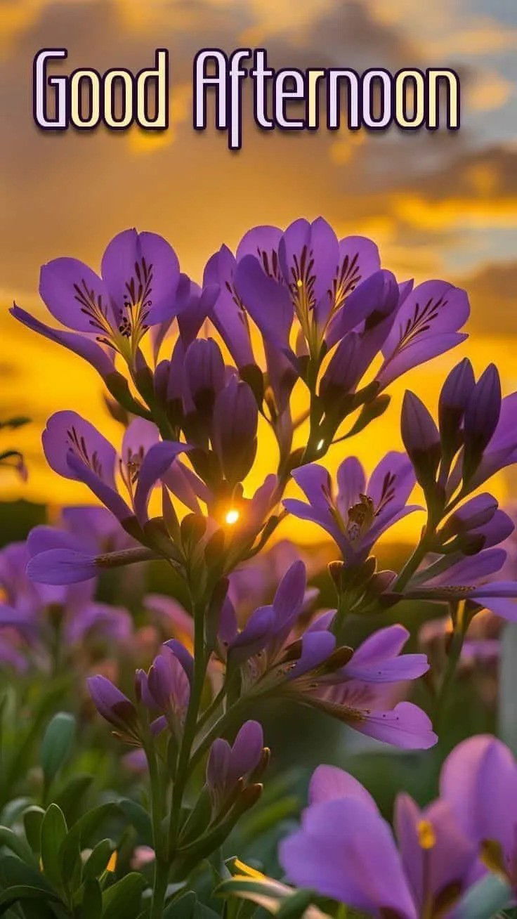 Beautiful Good Afternoon Images