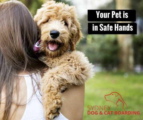 Sydney Pet Resort Premium Care