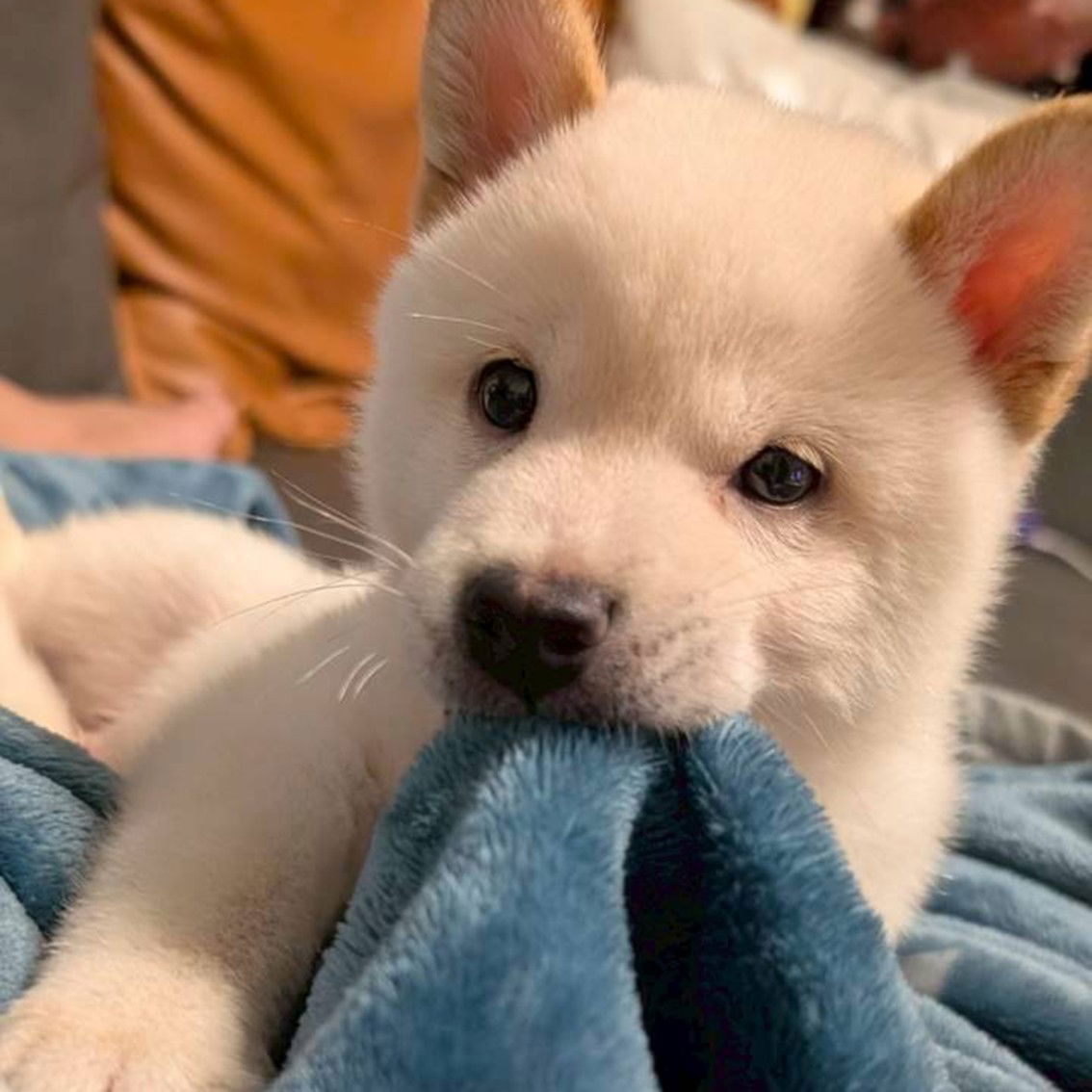 LEO | 白柴老大 IG