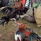 Jamu Ayam Setelah Di Adu