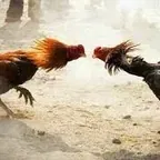 Vitamin Adu Ayam Di Gianyar