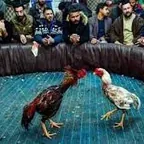 Sabung Ayam Pakhoy Sorong Selatan