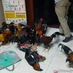 Kalangan Adu Ayam Di Sawahlunto