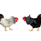 Kontes Adu Ayam Bangkok Internasional Solok