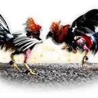 Video Adu Ayam Pama Di Kerinci