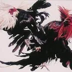 Situs Resmi Sabung Ayam Pangkal Pinang