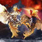 Situs Ayam Laga Thailand Di Lampung Tengah