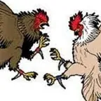 Primbon Adu Ayam Di Pesawaran