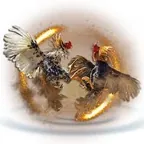 Ayam Adu Bangkok Asli Di Bolaang Mongondow