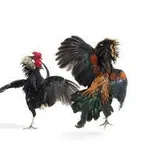 Adu Ayam Bangkok Birma Di Bolaang Mongondow Timur