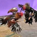 Rawat Ayam Siap Adu Di Kepulauan Siau Tagulandang