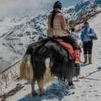 Darjeeling Honeymoon Tour