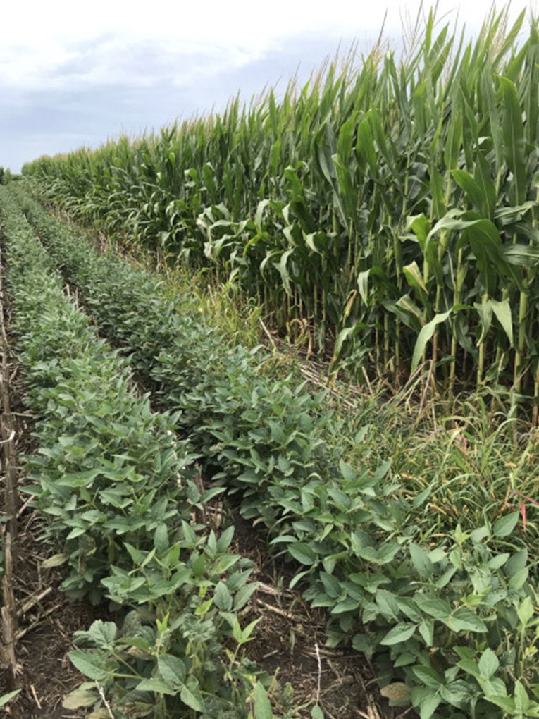 Soil Rotation in Melbourne | GreenGo Garden Service