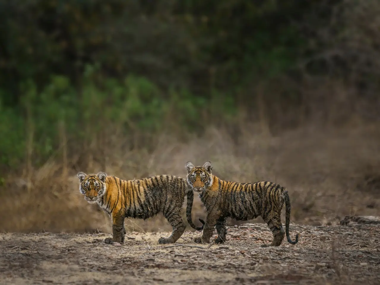 Top Taxi Service in Ranthambore | Outstation Cabs