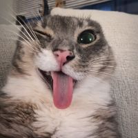 EpicWin Tik Tok - Your Meow Couple 😸✨🐾 Daily Love Story