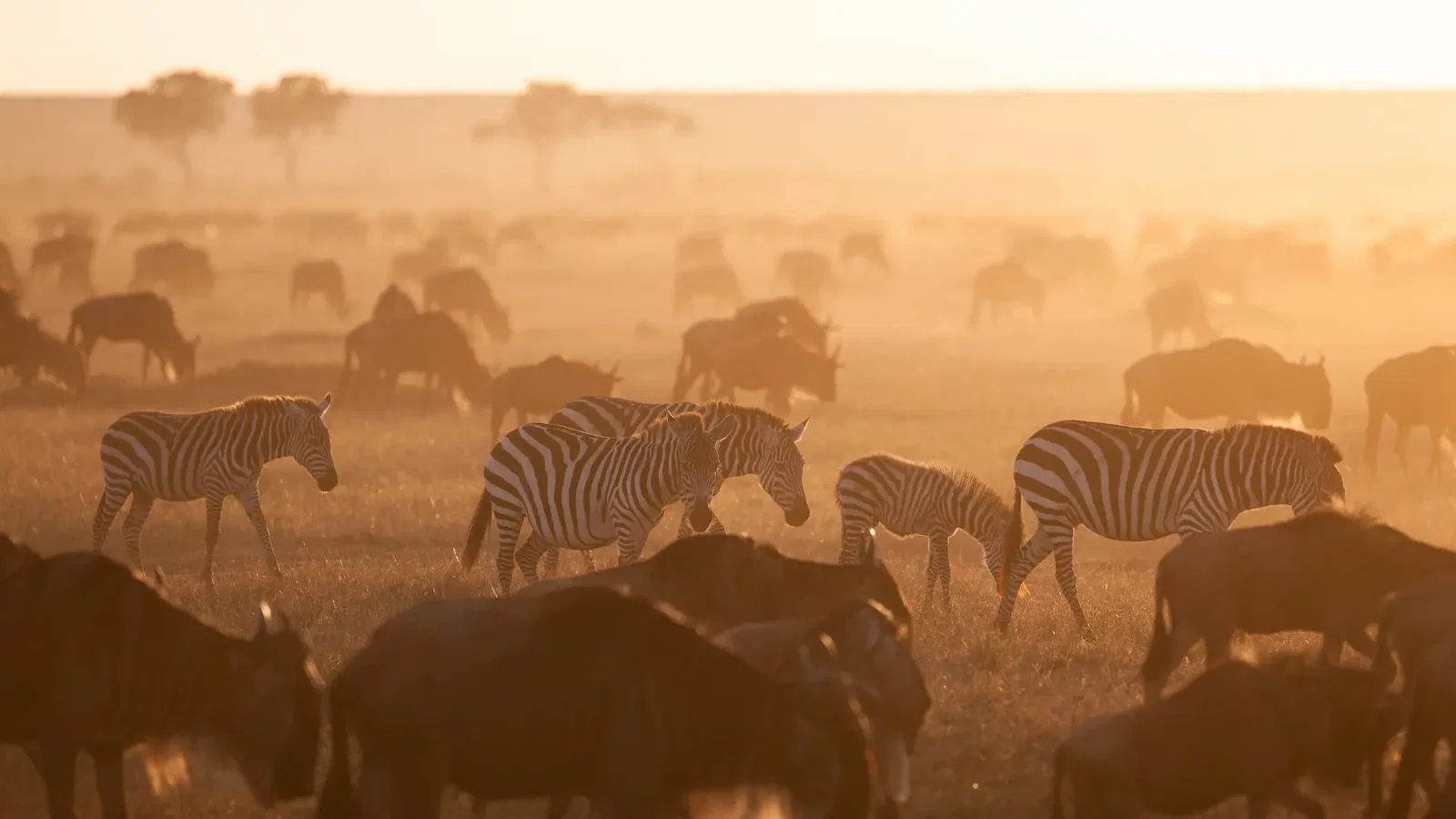 Safári Africano com um Guia que Fala Português: Viva uma Experiência Inesquecível na África