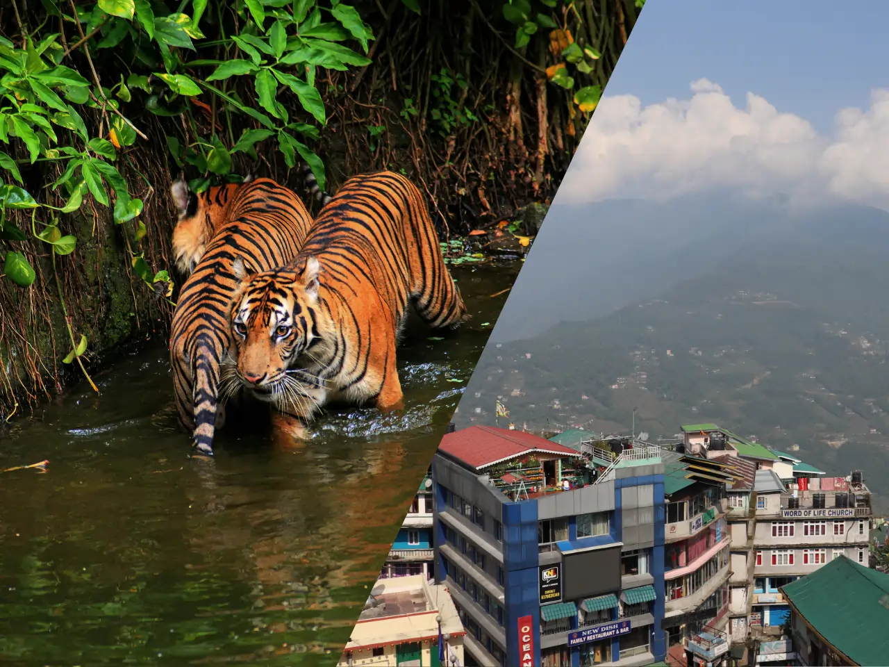 Siliguri to Gangtok Road Trip – A Breathtaking Journey Through the Himalayan Foothills