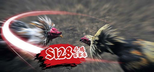 SABUNG AYAM PISAU ONLINE