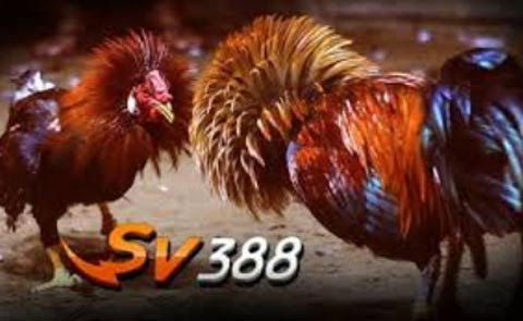 JUDI LAGA AYAM ONLINE