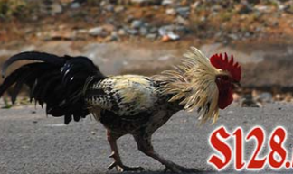 SITUS ADU AYAM TERBAIK