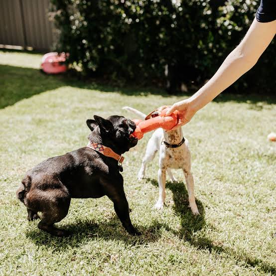 Give Your Pets the Best Care at Sydney Dog & Cat Boarding