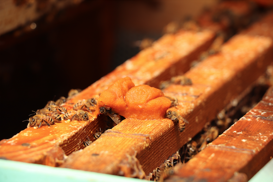 荔枝養蜜 再創大湖新生（全文）