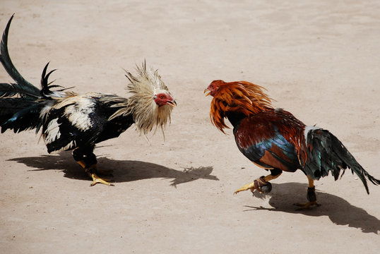 Agen Game Tajen Ayam Online SV388 Indonesia