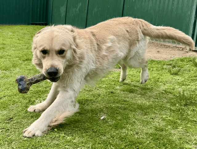 Explore Quality Pet Care at Sydney Dog & Cat Boarding