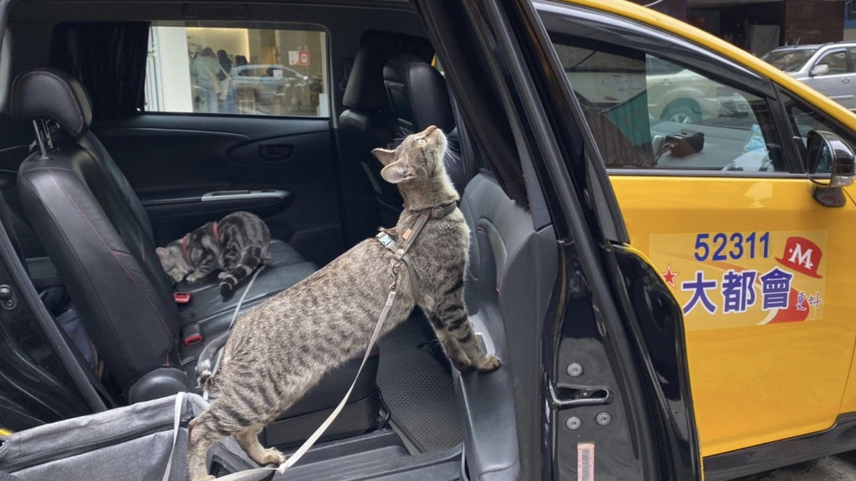 🚕9折卷🔗寵物友善 出遊打預防針健檢 不再扛著貓籠找車位
