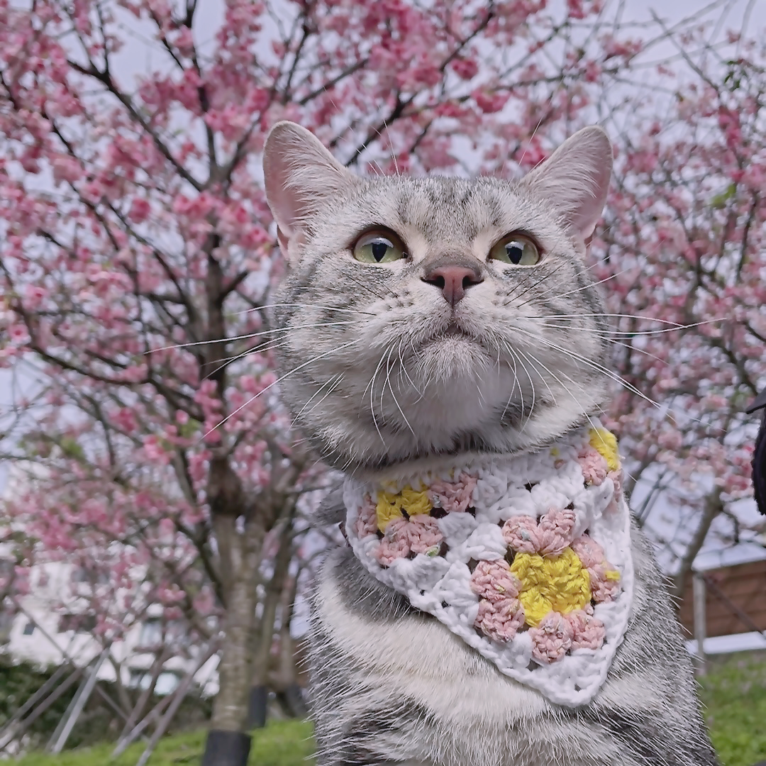 🚕200元抵用卷🔗 人類專屬  週末連假上山賞櫻趣