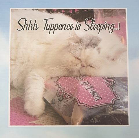 The Kitty behind the collection!