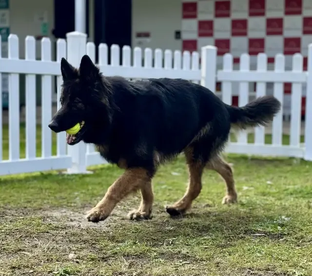 How Early Should You Book Dog Kennels in Sydney for Holidays?
