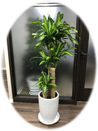 關於 盆栽出租/買斷