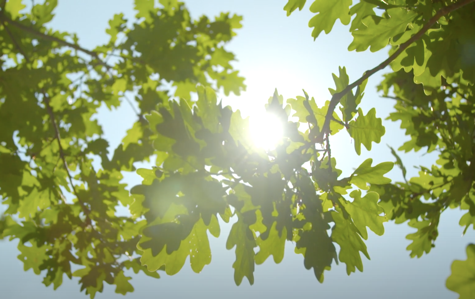 宣傳影片：植物園形象影片