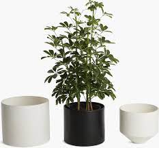 Monstruosus planters