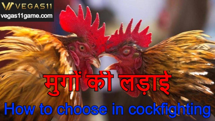 मुर्गे की लड़ाई｜How to choose in cockfighting?