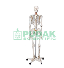 SDSMP- Rangka manusia - 5jt