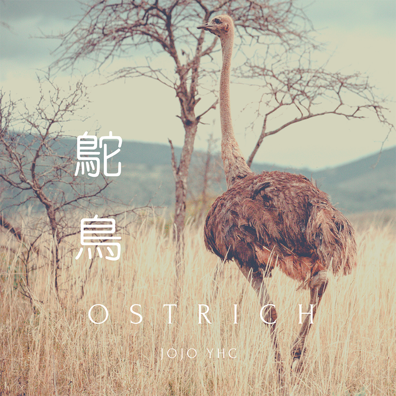 JoJo YHC｜原創歌曲 - 鴕鳥