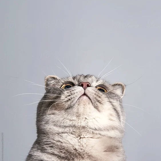 RELX SP2S 主機/拋棄式通用煙彈✨