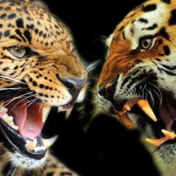 Link Sabung Macan388