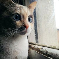 加熱煙IQOS通用 樂美茶煙彈✨