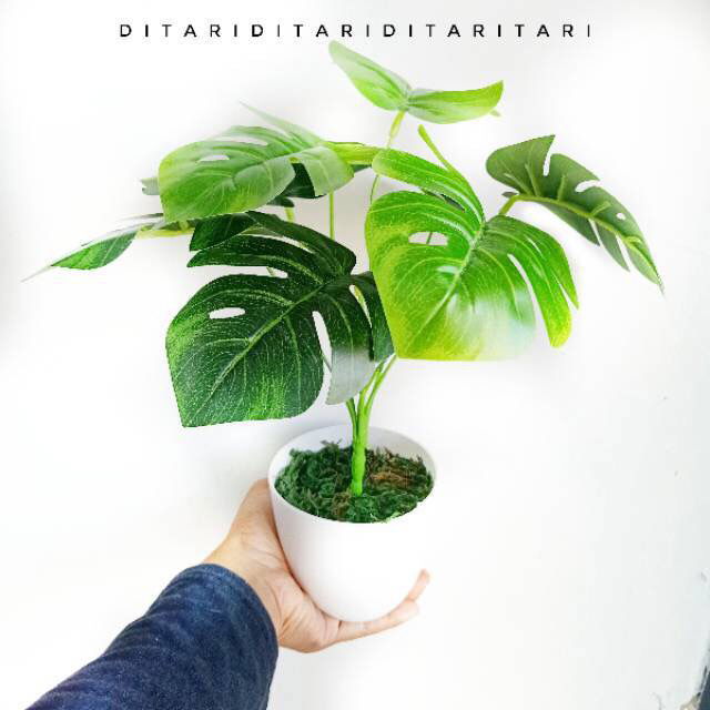 2. Tanaman Monstera Plastik