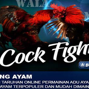 Sabung Ayam Online